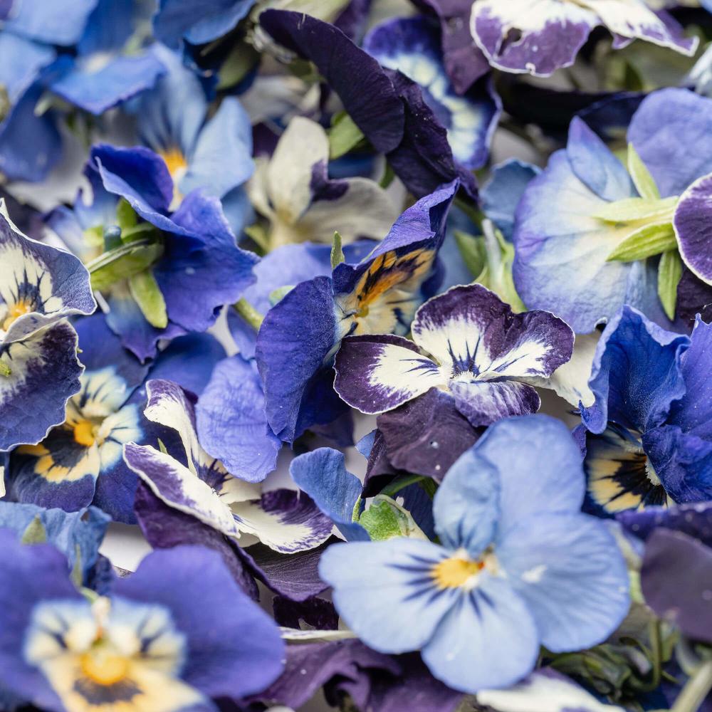 Pansy Freeze Dried Edible Flowers 2 g Lioflor