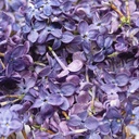 Lilac Edible Flowers 5 g Lioflor