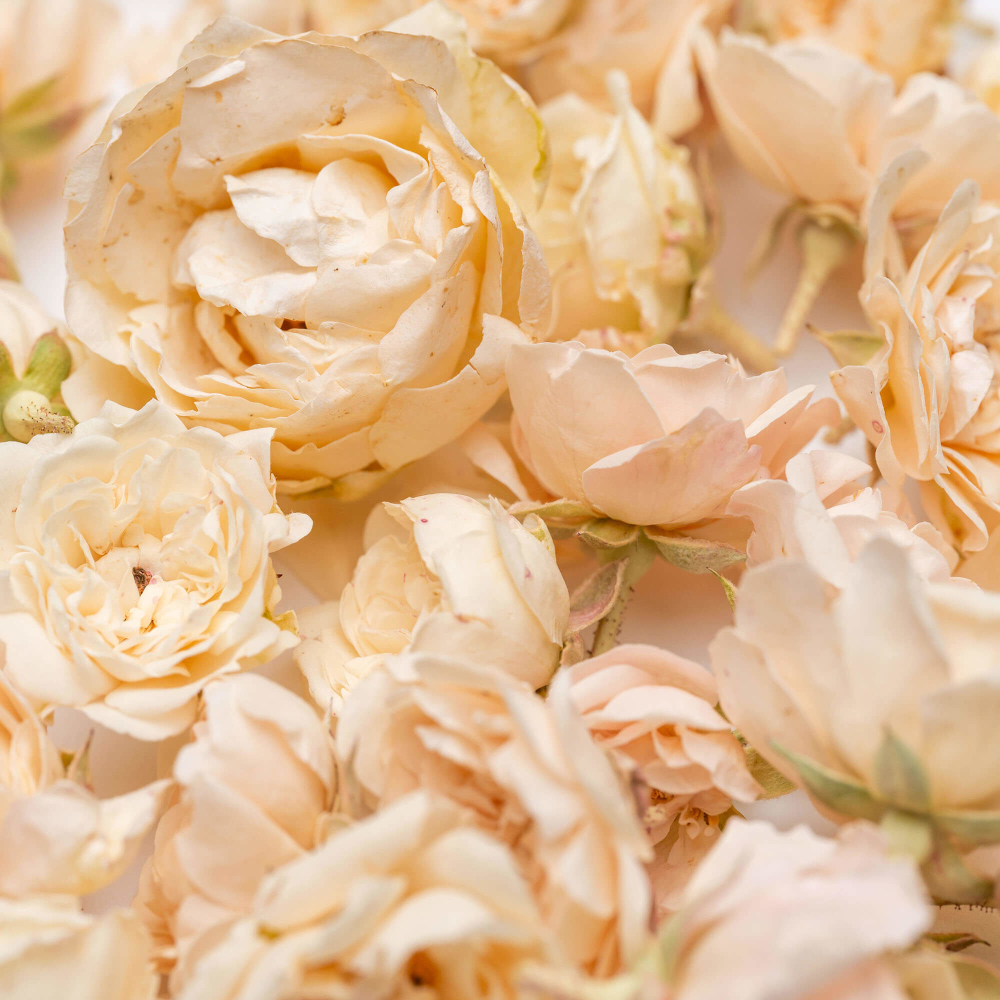 White Mini Rose Edible Flowers 5 g Lioflor