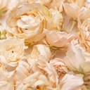 White Mini Rose Freeze Dried Edible Flowers 5 g Lioflor