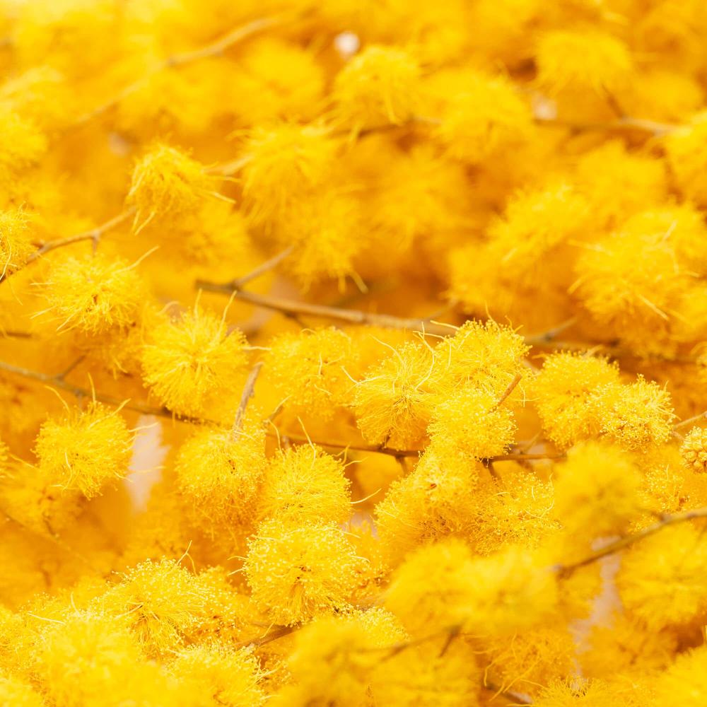 Mimosa Edible Flowers 3 g Lioflor