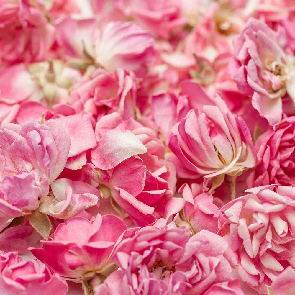 Pink Mini Rose Freeze Dried Edible Flowers 3 g Lioflor