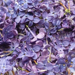 [182265] Lilac Freeze Dried Edible Flowers 2 g Lioflor