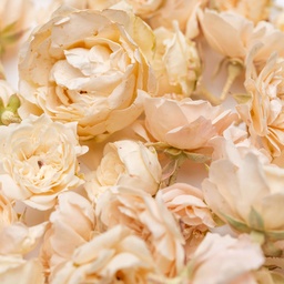 [182262] White Mini Rose Edible Flowers 5 g Lioflor