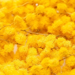 [182271] Mimosa Edible Flowers 3 g Lioflor